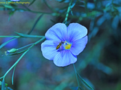 Bees makes the world go round