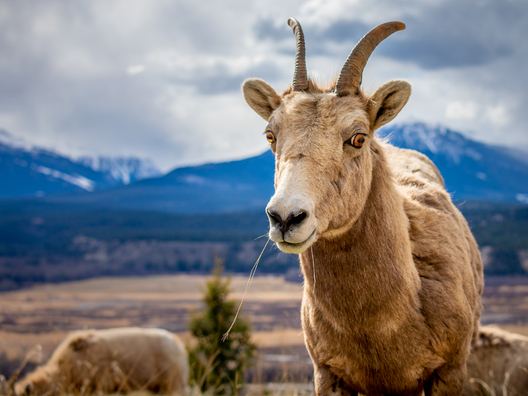 Bighorn Sheep
