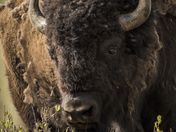 Plains Bison 