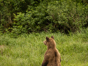 Grizzly on alert