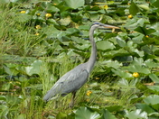Backyard Heron