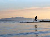 Blue Heron Returning 