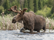 Bull Moose
