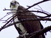 osprey
