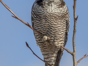 Northern Hawk Owl