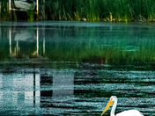 Pelican Reflections