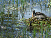 Grebes Family
