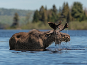 Bull Moose
