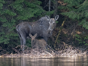 Moose Cow and Calf