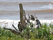 Fundy Parkway driftwood on beach