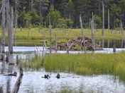Beaver lodge