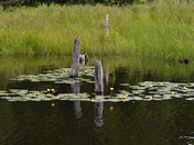 Beaver pond reflections