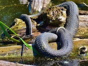 Plastics everywhere.