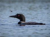 Loon and Dragonfly, June 23, 2019
