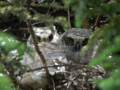 Great Horned Owlets