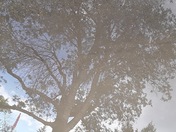 Puddle Tree