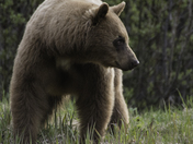 Cinamon Black bear side profile 