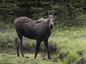 moose drinks from a pond 