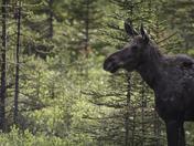 Cow moose at a forest edge 