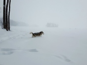 Winter's joy for a Husky