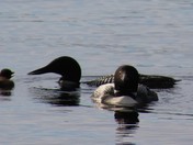 Family life at Falcon lake