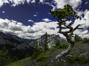 Twisted Pine Wasootch Ridge