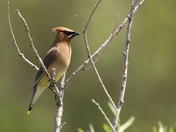 Cedar Waxwing in Saskatoon, Sk