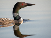 Common Loon