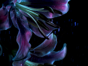 Pink Lily UV Reflected in Mirror