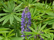 Lupin along road