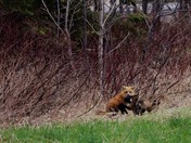 Mom Fox With kits