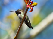 Hummingbird