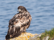 Young Bald Eagle