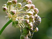 Monarch butterfly caterpillar 