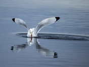 Kittiwake fishing