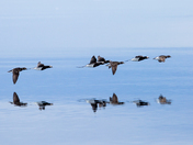 Long-tailed ducks