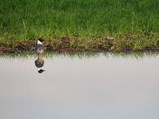 Me and Myself at the Pond