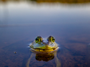 This frog needs a hug!