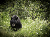 Bear in the Berry Patch