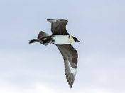Nunavut Ice Edge Eclipse Sound