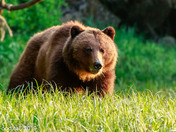 Khutzemateen Grizzly