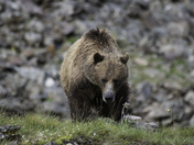 Grizzly Bear on ridge line 