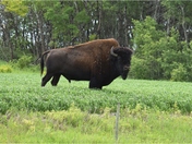 Buffalo on the Prairie