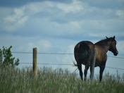 Lone Horse