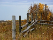 Autumn Fences