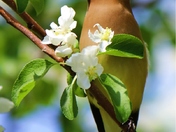Cedar Waxwing in my Apple Tree 