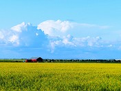 Canola Fields of July