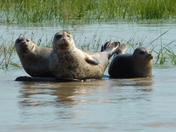 baby seal with parents 
