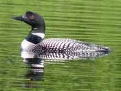 Loon