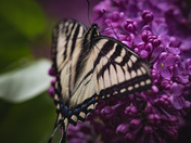 Swallowtail
